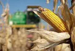 Україна зменшить виробництво та експорт кукурудзи і пшениці, – прогноз USDA