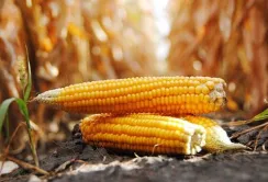 Експорт кукурудзи продовжує падати, попит на пшеницю та сою зростає