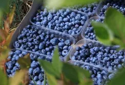 Експорт лохини: новий рекорд України