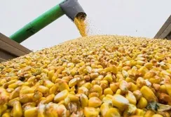Україна нарощує експорт насіння кукурудзи до ЄС: європейські фермери незадоволені