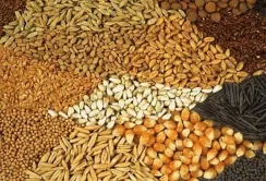 Україна збільшує експорт насіння сільськогосподарських культур