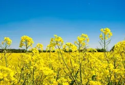 Україна збільшила експорт ріпаку до ЄС
