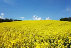Австралія наздоганяє Україну в експорті ріпаку до ЄС