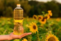 Україна на 30% збільшила експорт соняшникової олії до ЄС