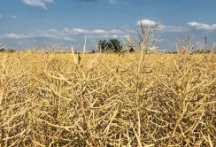 Експорт та переробка ріпаку: нові рекорди