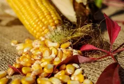 Експорт української кукурудзи до ЄС падає, а пшениця набирає обертів