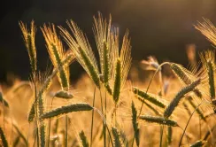 У жовтні в Україні посилився експортний попит на ячмінь