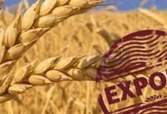 Експорт зерна перевищив 30 млн тонн