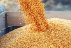 Україна експортувала за першу половину сезону на 30% менше зернових, ніж минулого року