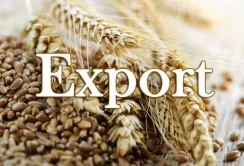 Експорт зернових та зернобобових відстає від минулорічного на 27%