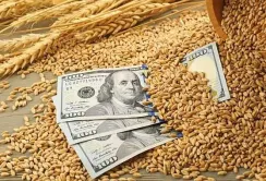 Кабінет Міністрів запровадив режим експортного забезпечення агропродукції