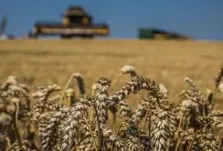 Експортні ціни попиту на пшеницю в Україні сягнули довоєнного рівня