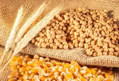 Польща не відмовиться від ембарго на українську агропродукцію