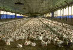 Дружина екс-нардепа Царьова по-рейдерські захопила птахофабрику в Криму