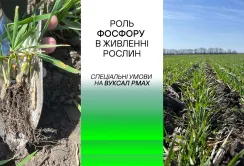 Що необхідно знати про фосфор для успішного управління живленням рослин?