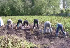 Фахівці Донецької адміністрації порахували, скільки овочів зібрало населення