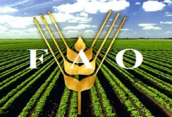 FAO допомагає насінням домогосподарствам в зоні проведення АТО