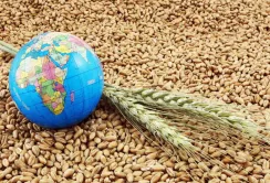 Світові ціни на продовольчі товари залишаться низькими, - FAO
