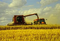 Ячмінь уже вирощувати невигідно, пшениця - на межі, - фермер
