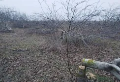 Фермер з Кіровоградщини пропонує винагороду за інформацію про спиляний сад