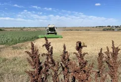 Фермерам обіцяють нову хвилю держпідтримки