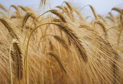 Фермери стримують продажі ячменю в очікуванні кращих цін