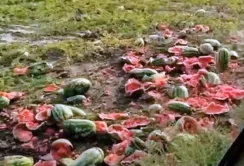 Фермери на Херсонщині знищують свої кавуни