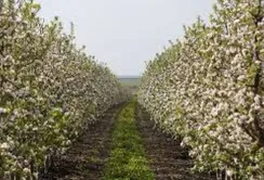 З початку року на розвиток садів і теплиць фермери отримали понад 322 млн грн