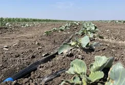 Фрукти і овочі, вирощені у відкритому ґрунті, не завжди корисніші