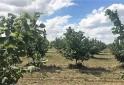 Підприємець з Одещини отримав на горіхи та відкрив цех з переробки фундука