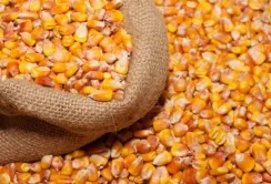 В експорті українського продовольства домінує кукурудза