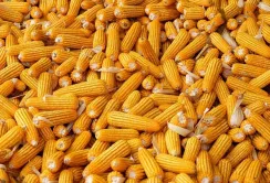 Фуражна кукурудза продовжує дорожчати