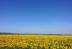 Україна збереже стратегічне значення гаранта глобальної продовольчої безпеки, – Денис Шмигаль