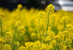У Франції виявили заборонений в ЄС генетично модифікований ріпак