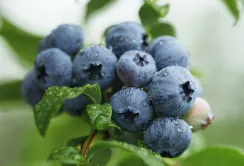 Лохина буде лідером на ринку заморожених продуктів до 2026 року
