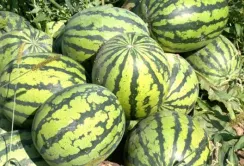 Фермери з Харківщини збирають перші голландські кавуни на Івано-Франківщині