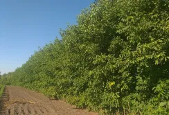 Горіхові насадження в лісосмугах Молдови всихають: врожай прогнозують незначний
