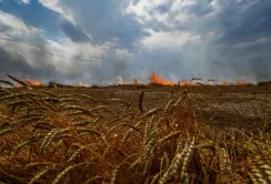 На Харківщині саперам доведеться палити врожай