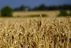 В рамках гуманітарної програми «Grain from Ukraine» Україна відправлятиме до 10 суден з продовольством щомісяця