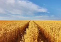 Україна поставить зерно африканським країнам