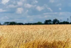 Україна продовжує забезпечувати продовольчу безпеку світу попри  ракетні обстріли і згорілі поля, – міністр