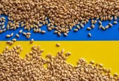 Обласні адміністрації зможуть передавати надлишкове зерно для гуманітарної програми «Grain from Ukraine»