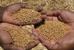 Програма Grain from Ukraine працює: в Нігерію доставили чергову партію українського зерна