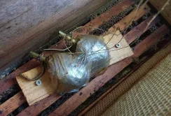 Окупанти замінували вулик, проте від вибуху людей врятували бджоли