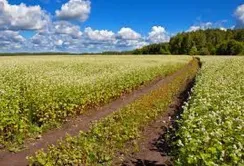 Експерти розповіли, що буде з гречкою в цьому році