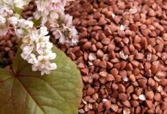 Частка виробництва гречаної крупи у загальному виробництві круп складає 25%