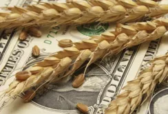 На підтримку аграріїв у світі щорічно витрачається понад $500 млрд