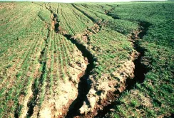 Щороку український ґрунт втрачає по 400-500 кг/га органіки