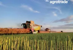 Група АГРОТРЕЙД виконала план врожайності озимого ріпаку на 110%