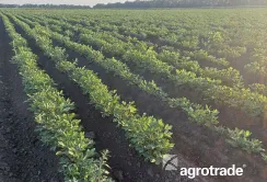 Група АГРОТРЕЙД підбила підсумки першого року вирощування арахісу